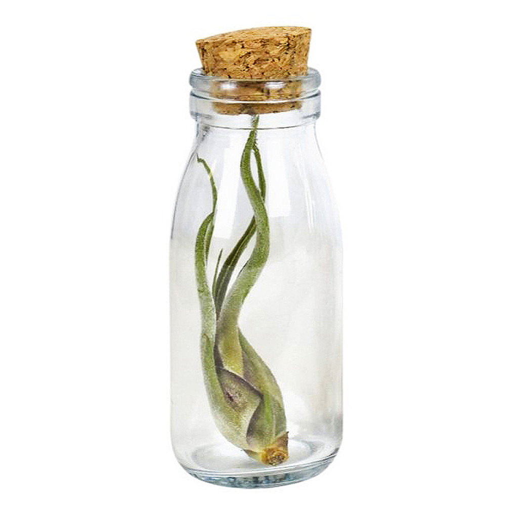 Airplant - Glass bottle large