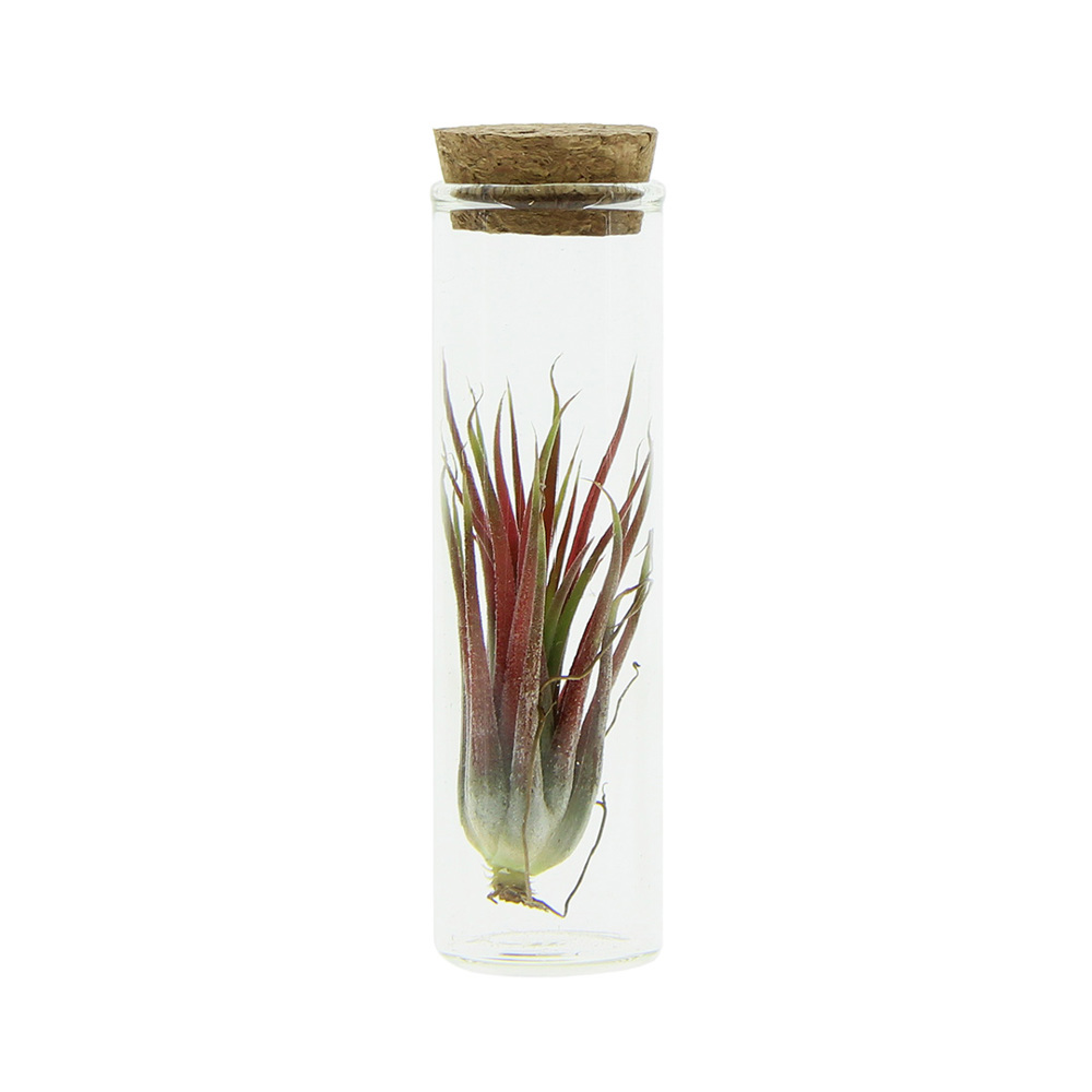 Airplant - Glass bottle small