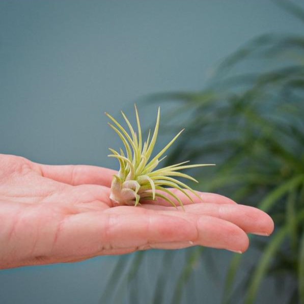 Airplant - Glass bottle large