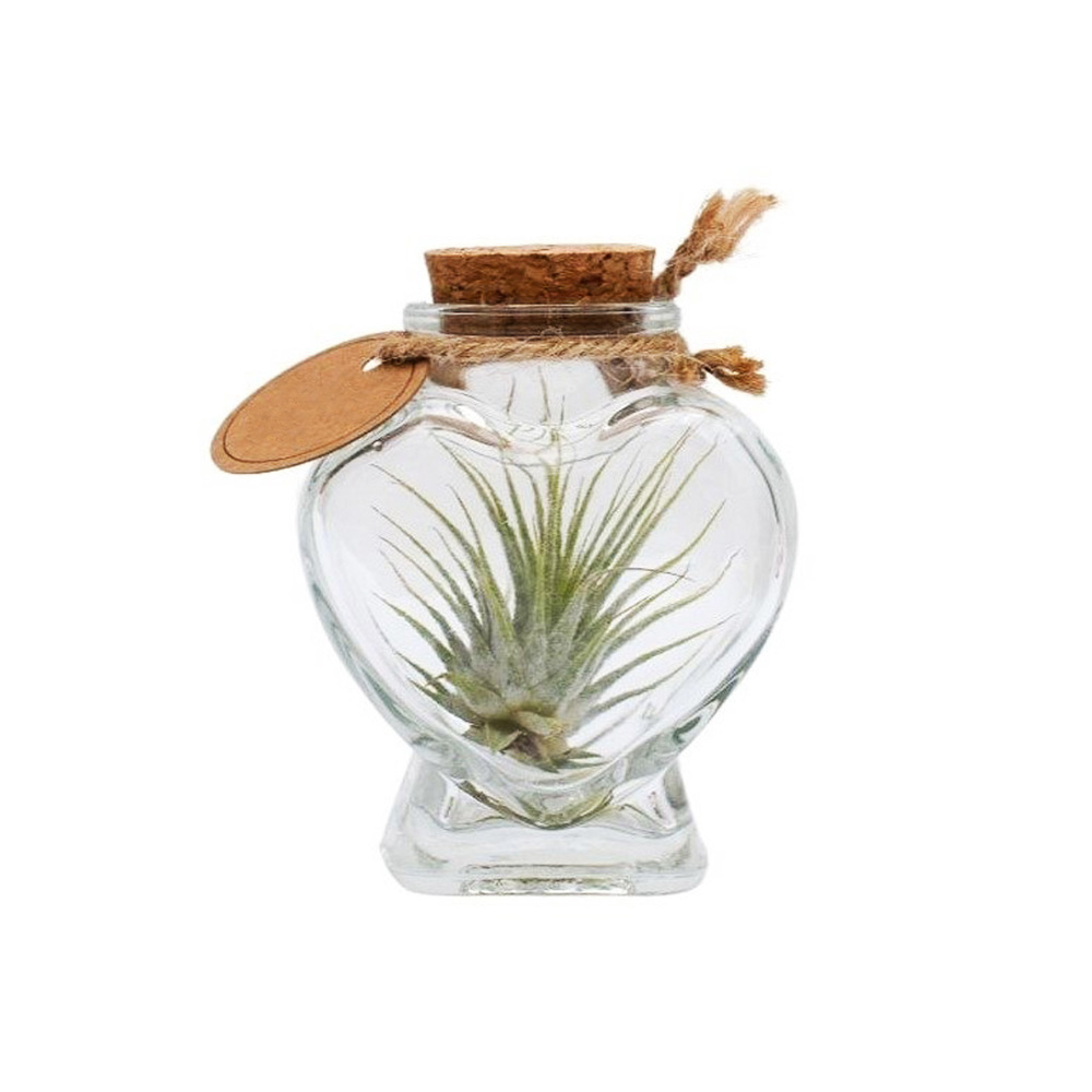 Airplant - Heart